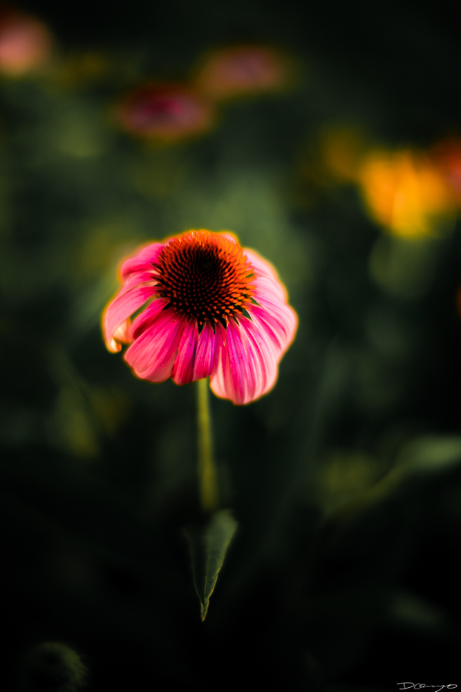 Photos of flowers, focaccia, fun Lucky Charms, and pretty Berkeley neighborhood sights.